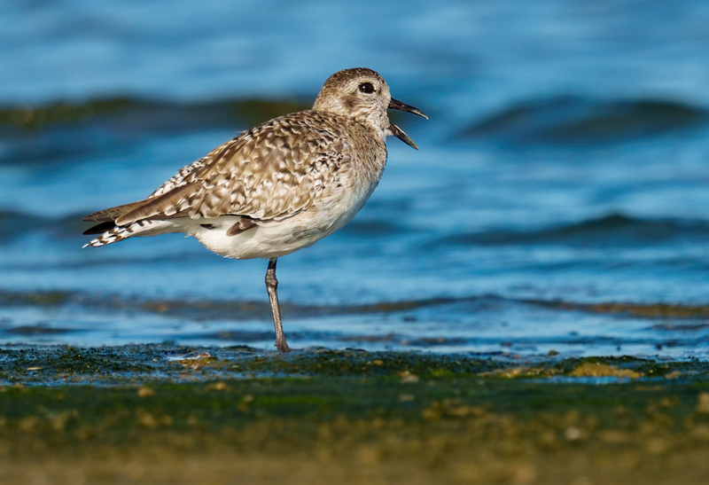 Black-bellied Plover 2306.jpg :: Black-bellied Plover (Pluvialis squatarola) Rollover Pass, Bolivar Peninsula, Texas