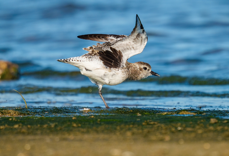 Black-bellied Plover 2308.jpg :: Black-bellied Plover (Pluvialis squatarola) Rollover Pass, Bolivar Peninsula, Texas