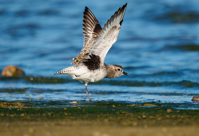 Black-bellied Plover 2309.jpg :: Black-bellied Plover (Pluvialis squatarola) Rollover Pass, Bolivar Peninsula, Texas