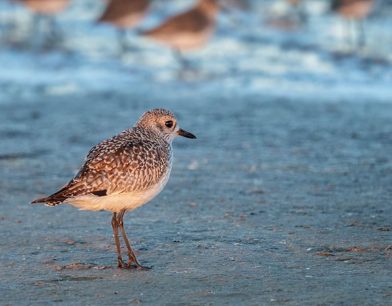 Black-bellied Plover 2310.jpg :: Black-bellied Plover (Pluvialis squatarola) Rollover Pass, Bolivar Peninsula, Texas