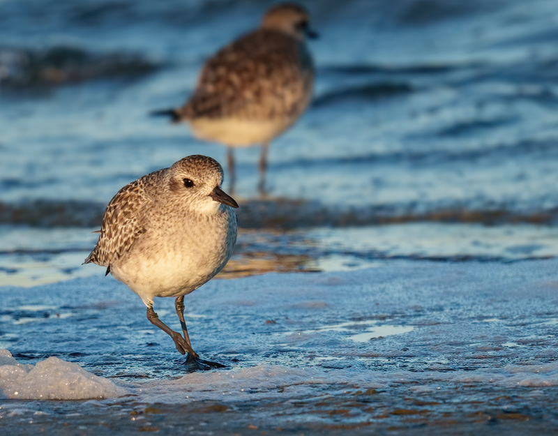 Black-bellied Plover 2311.jpg :: Black-bellied Plover (Pluvialis squatarola) Rollover Pass, Bolivar Peninsula, Texas