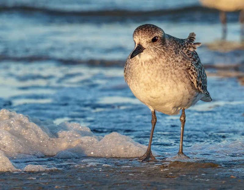 Black-bellied Plover 2312.jpg :: Black-bellied Plover (Pluvialis squatarola) Rollover Pass, Bolivar Peninsula, Texas