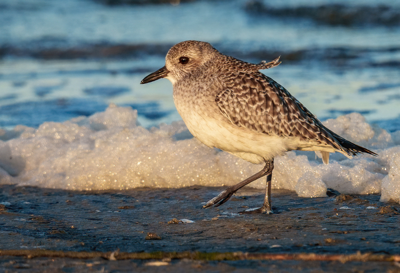 Black-bellied Plover 2313.jpg :: Black-bellied Plover (Pluvialis squatarola) Rollover Pass, Bolivar Peninsula, Texas
