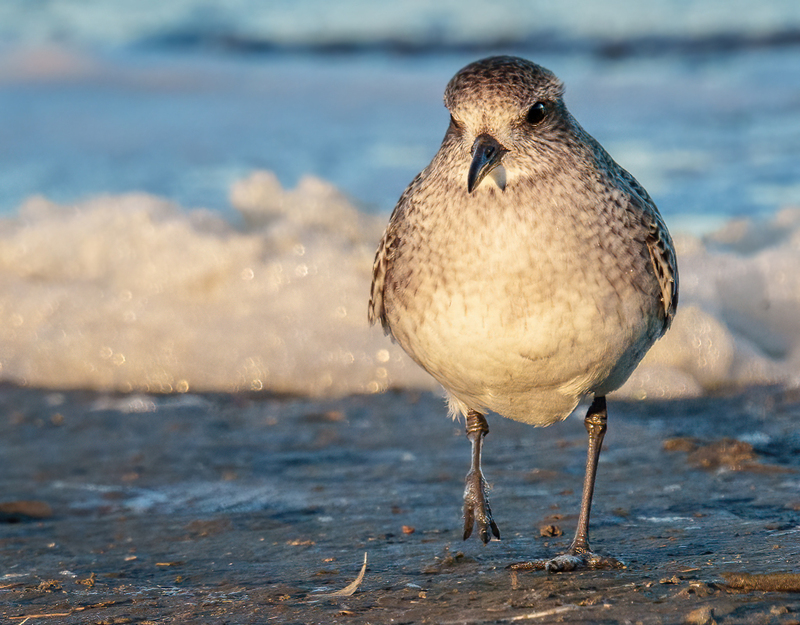 Black-bellied Plover 2314.jpg :: Black-bellied Plover (Pluvialis squatarola) Rollover Pass, Bolivar Peninsula, Texas