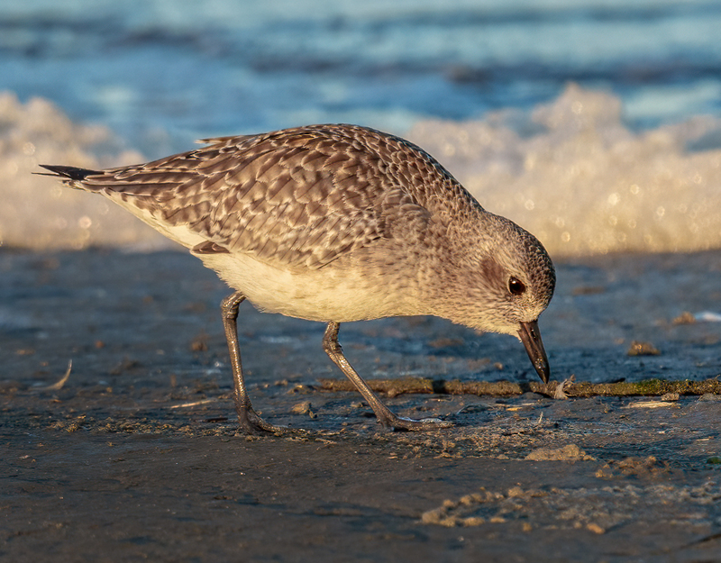 Black-bellied Plover 2315.jpg :: Black-bellied Plover (Pluvialis squatarola) Rollover Pass, Bolivar Peninsula, Texas