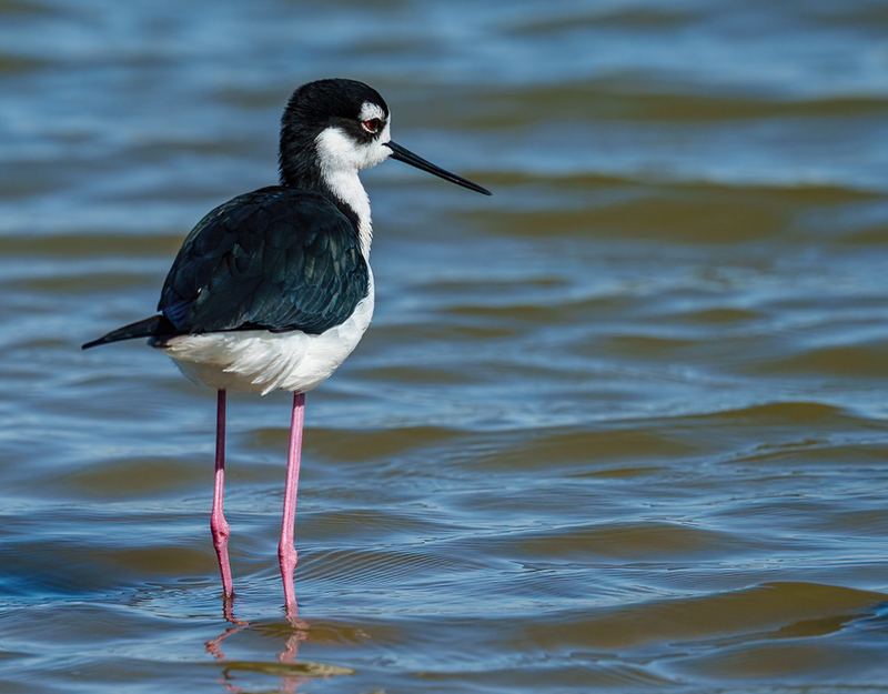 Black-necked Stilt 2301.jpg :: Black-necked Stilt (Himantopus mexicanus) Bolivar Peninsula, Texas