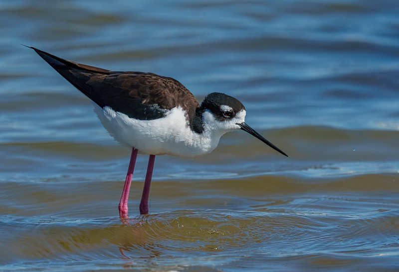 Black-necked Stilt 2302.jpg :: Black-necked Stilt (Himantopus mexicanus) Bolivar Peninsula, Texas