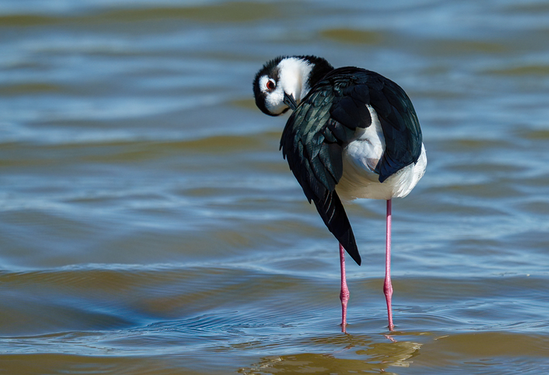 Black-necked Stilt 2303.jpg :: Black-necked Stilt (Himantopus mexicanus) Bolivar Peninsula, Texas