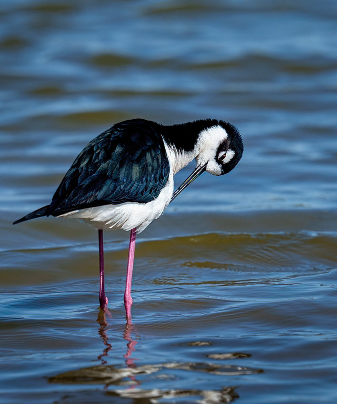 Black-necked Stilt 2304.jpg :: Black-necked,Stilt,Himantopus mexicanus,Bolivar Peninsula,Texas