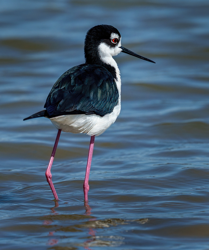 Black-necked Stilt 2305.jpg :: Black-necked,Stilt,Himantopus mexicanus,Bolivar Peninsula,Texas