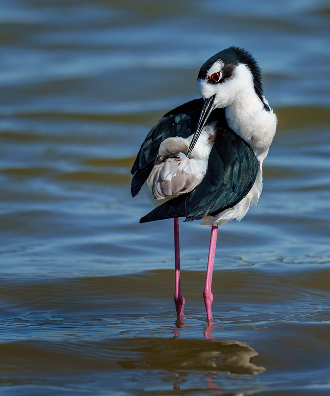 Black-necked Stilt 2306.jpg :: Black-necked,Stilt,Himantopus mexicanus,Bolivar Peninsula,Texas