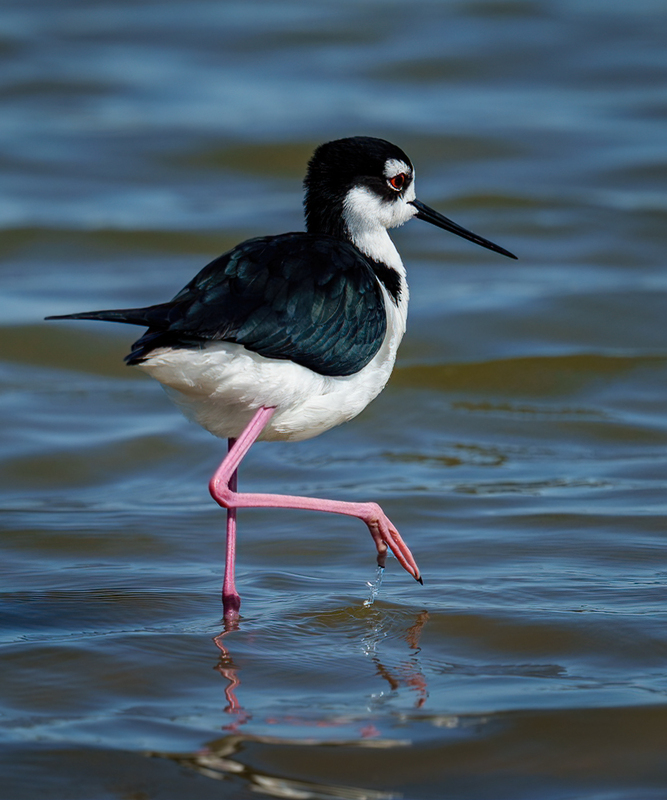 Black-necked Stilt 2307.jpg :: Black-necked,Stilt,Himantopus mexicanus,Bolivar Peninsula,Texas