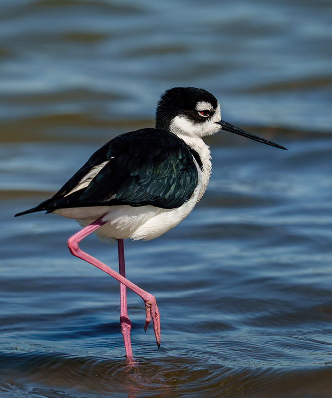 Black-necked Stilt 2308.jpg :: Black-necked,Stilt,Himantopus mexicanus,Bolivar Peninsula,Texas