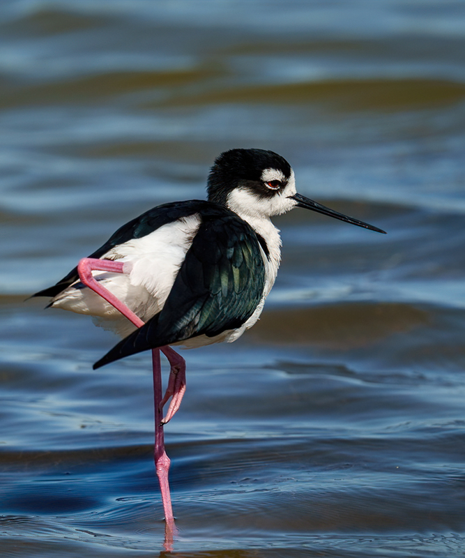 Black-necked Stilt 2309.jpg :: Black-necked,Stilt,Himantopus mexicanus,Bolivar Peninsula,Texas