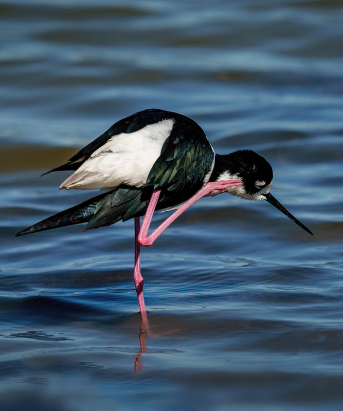 Black-necked Stilt 2310.jpg :: Black-necked,Stilt,Himantopus mexicanus,Bolivar Peninsula,Texas