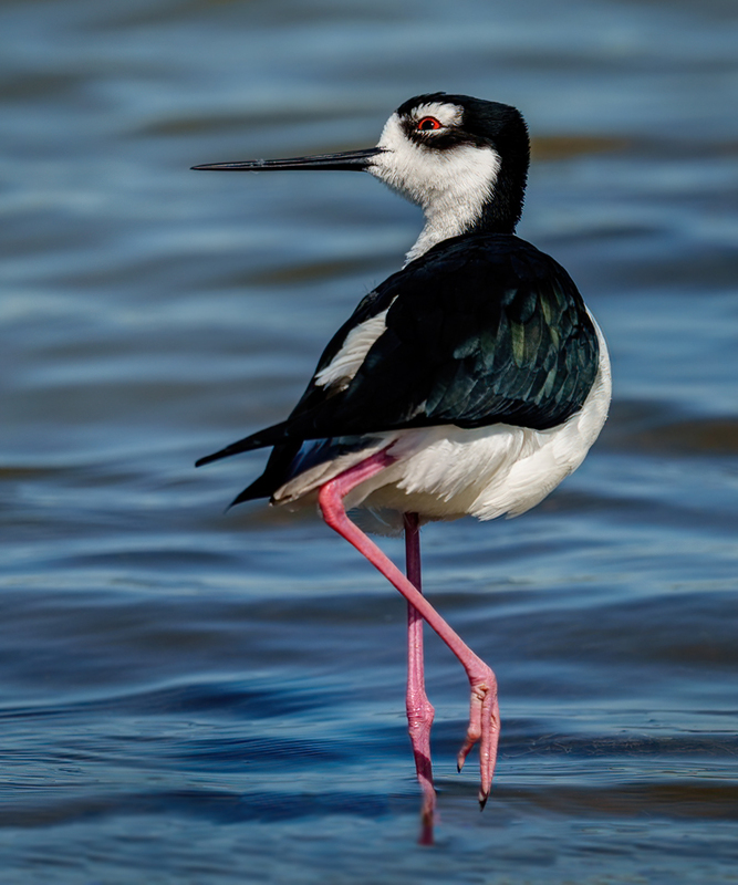 Black-necked Stilt 2311.jpg :: Black-necked,Stilt,Himantopus mexicanus,Bolivar Peninsula,Texas