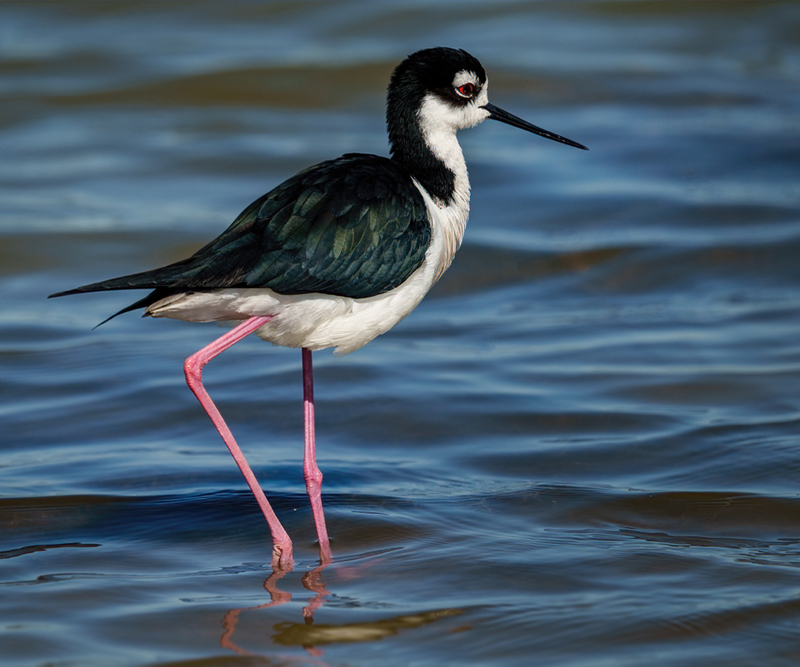 Black-necked Stilt 2312.jpg :: Black-necked,Stilt,Himantopus mexicanus,Bolivar Peninsula,Texas