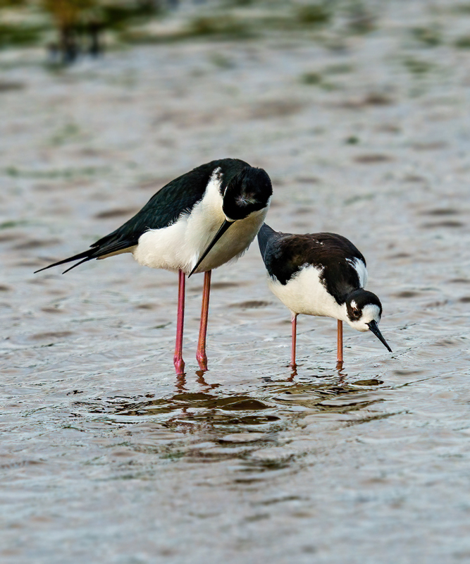 Black-necked Stilt 2313.jpg :: Black-necked Stilt (Himantopus mexicanus) Brazoria County, Texas