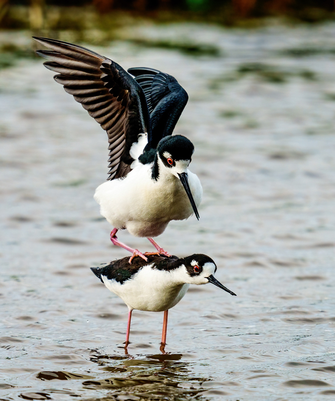 Black-necked Stilt 2315.jpg :: Black-necked Stilt (Himantopus mexicanus) Brazoria County, Texas
