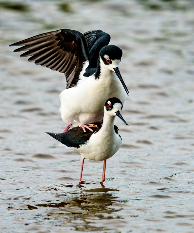 Black-necked Stilt 2316.jpg :: Black-necked Stilt (Himantopus mexicanus) Brazoria County, Texas