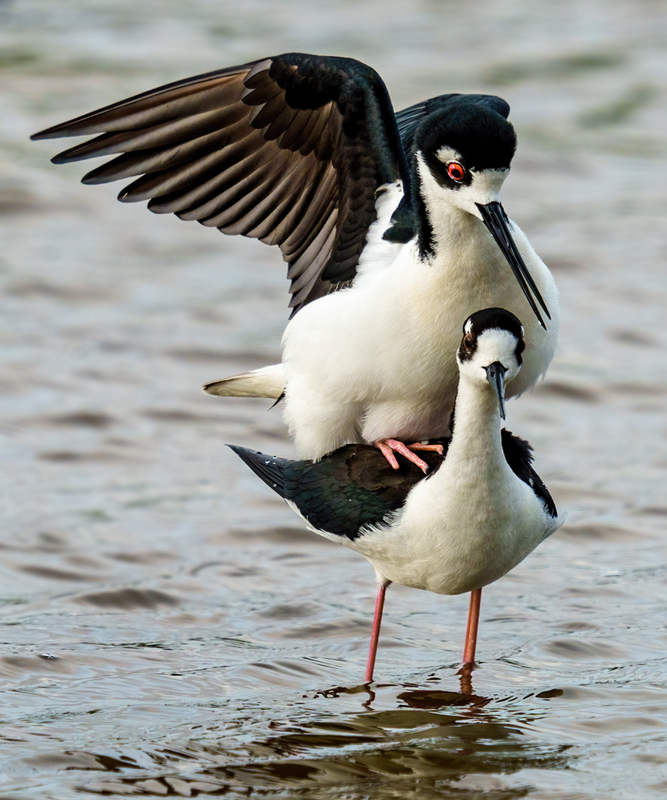 Black-necked Stilt 2317.jpg :: Black-necked Stilt (Himantopus mexicanus) Brazoria County, Texas