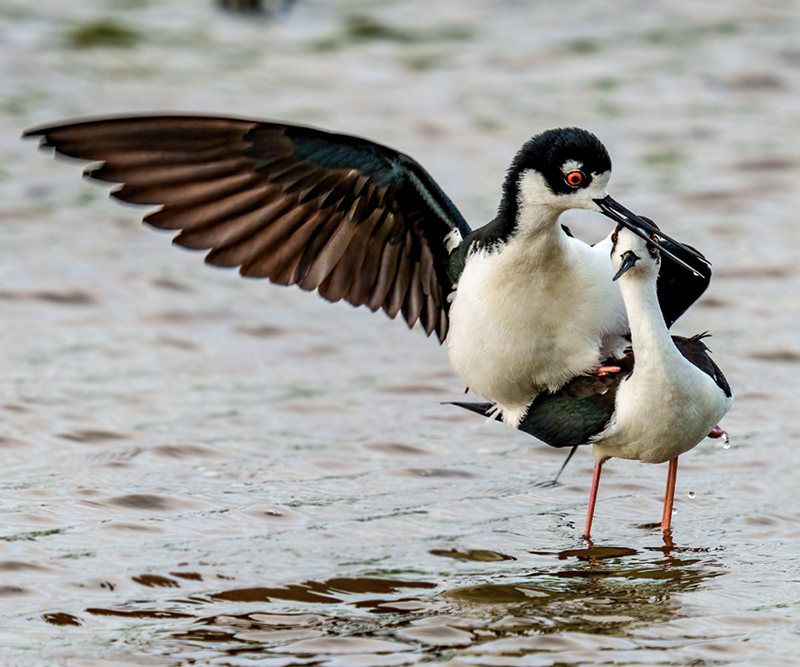 Black-necked Stilt 2318.jpg :: Black-necked Stilt (Himantopus mexicanus) Brazoria County, Texas