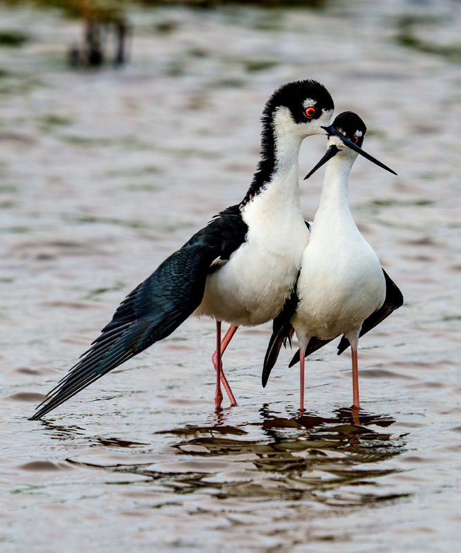 Black-necked Stilt 2319.jpg :: Black-necked Stilt (Himantopus mexicanus) Brazoria County, Texas