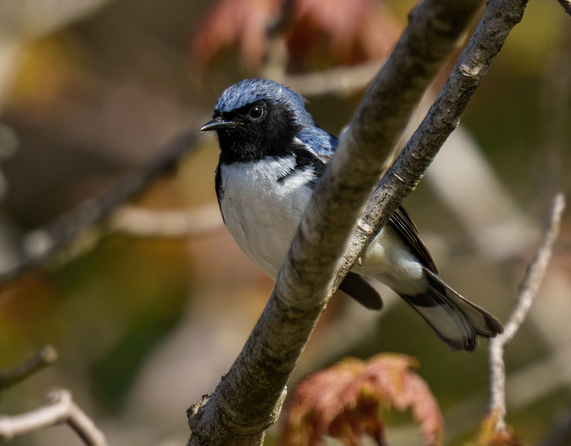 Black-throated Blue Warbler 2301.jpg