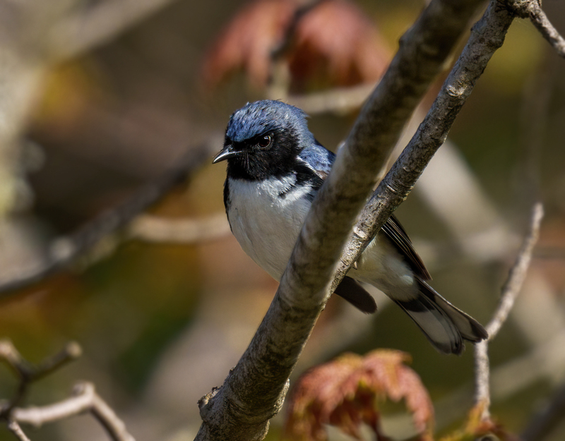 Black-throated Blue Warbler 2302.jpg
