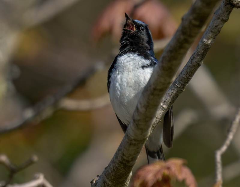 Black-throated Blue Warbler 2304.jpg