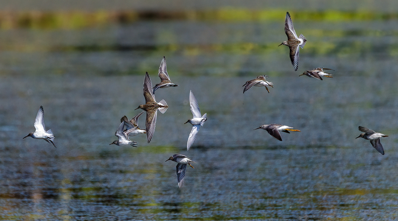 Blackrock Shorebird Medley 2201.jpg :: Shorebird Medley, Blackrock Flats, Codorus State Park, York County, Pennsylvania