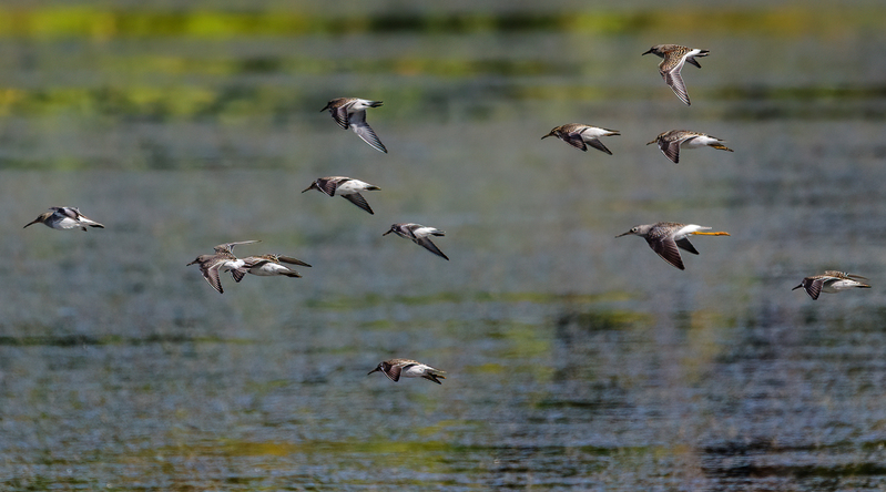 Blackrock Shorebird Medley 2202.jpg :: Shorebird Medley, Blackrock Flats, Codorus State Park, York County, Pennsylvania