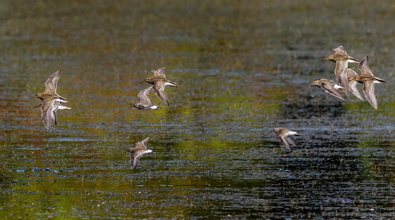 Blackrock Shorebird Medley 2203.jpg :: Shorebird Medley, Blackrock Flats, Codorus State Park, York County, Pennsylvania