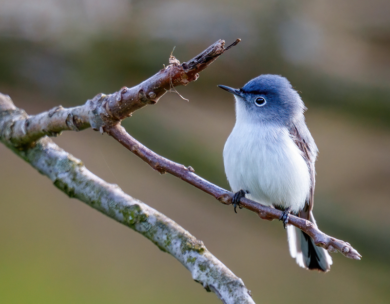 Blue-gray Gnatcatcher 2301.jpg :: Blue-gray Gnatcatcher (Polioptila caerulea) Kowomu trail, Carroll County, Maryland