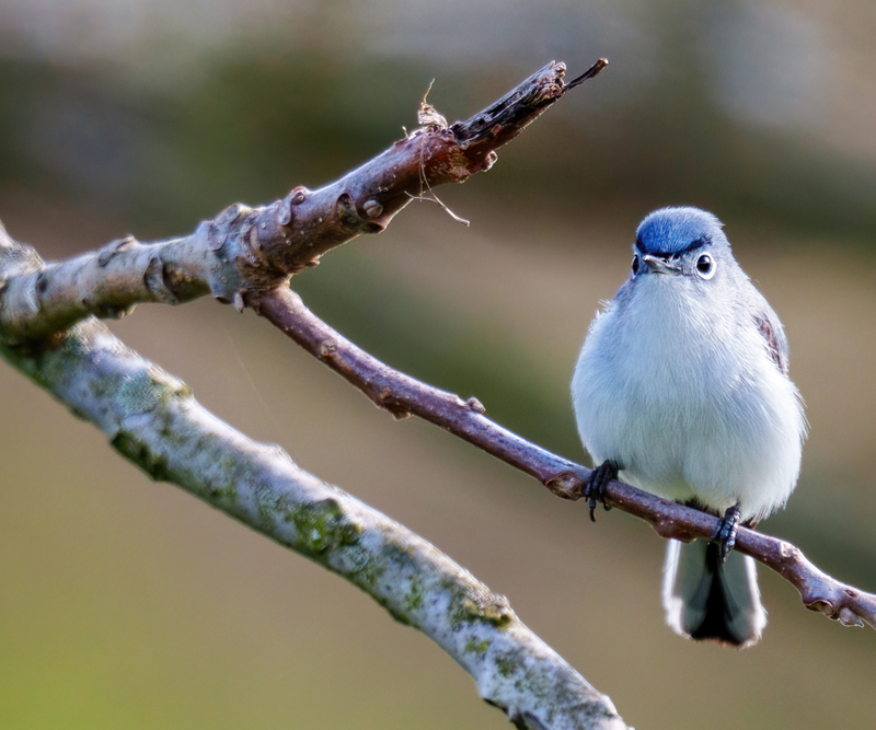 Blue-gray Gnatcatcher 2302.jpg :: Blue-gray Gnatcatcher (Polioptila caerulea) Kowomu trail, Carroll County, Maryland