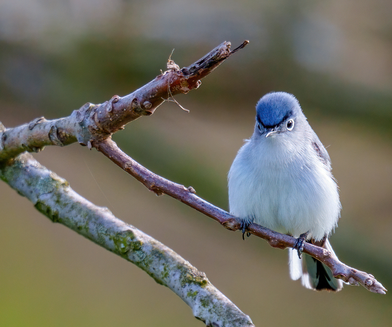 Blue-gray Gnatcatcher 2303.jpg :: Blue-gray Gnatcatcher (Polioptila caerulea) Kowomu trail, Carroll County, Maryland