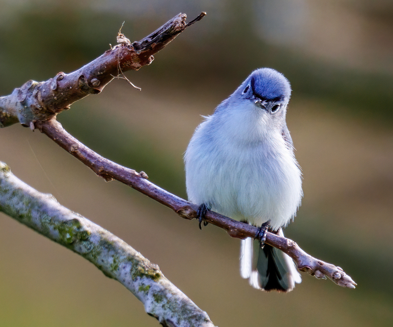Blue-gray Gnatcatcher 2304.jpg :: Blue-gray Gnatcatcher (Polioptila caerulea) Kowomu trail, Carroll County, Maryland