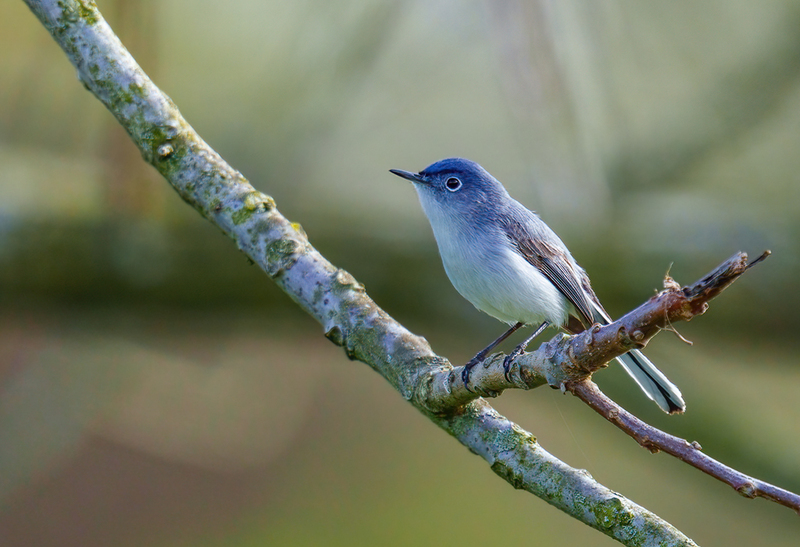 Blue-gray Gnatcatcher 2305.jpg :: Blue-gray Gnatcatcher (Polioptila caerulea) Kowomu trail, Carroll County, Maryland