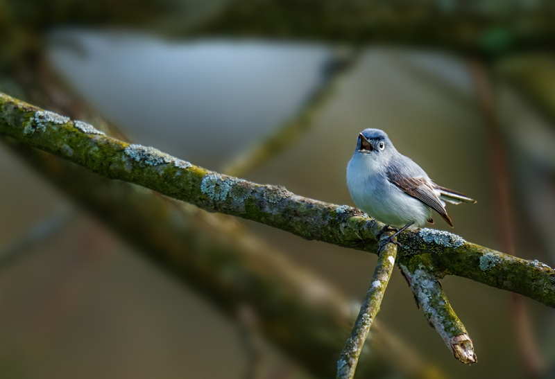 Blue-gray Gnatcatcher 2306.jpg :: Blue-gray Gnatcatcher (Polioptila caerulea) Kowomu trail, Carroll County, Maryland