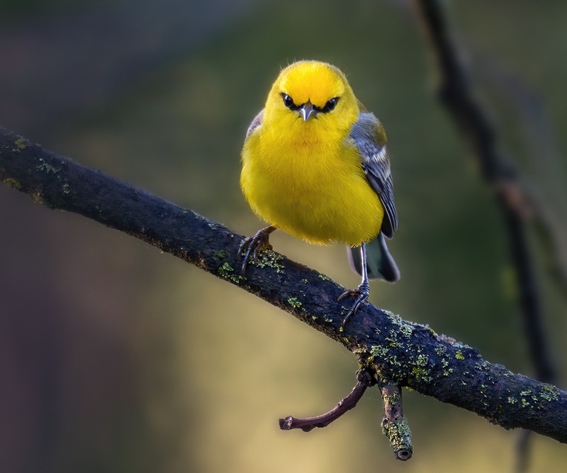 Blue-winged Warbler 2300.jpg