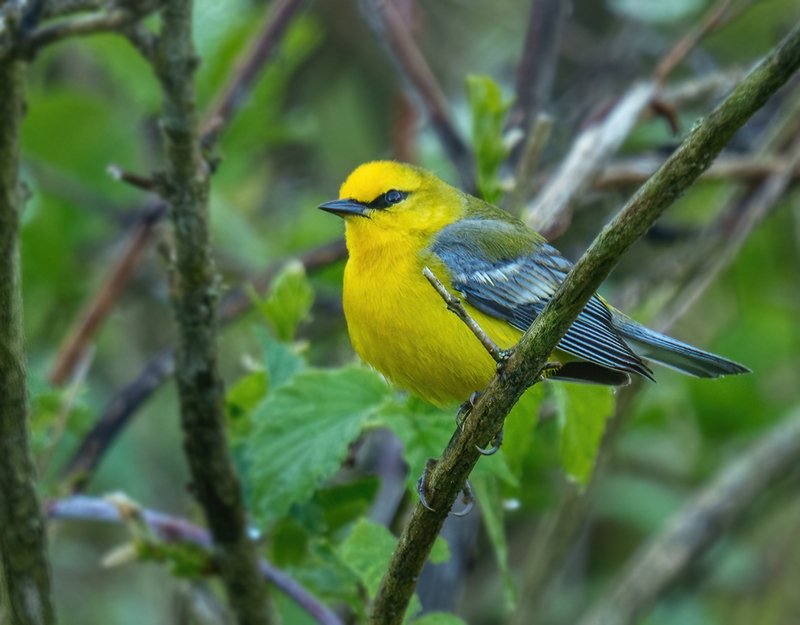 Blue-winged Warbler 2301.jpg