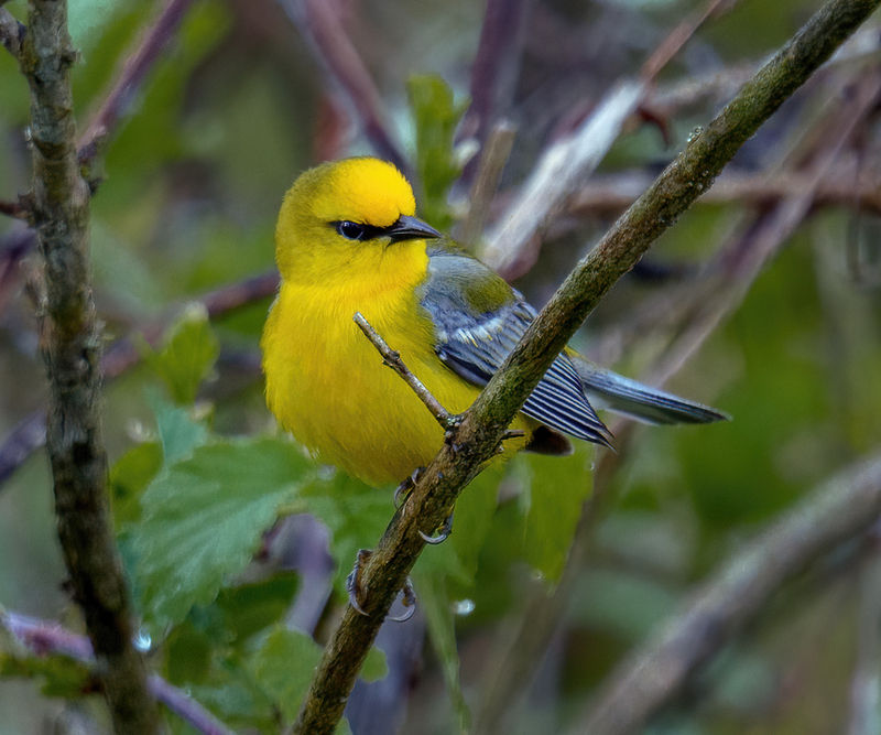 Blue-winged Warbler 2302.jpg