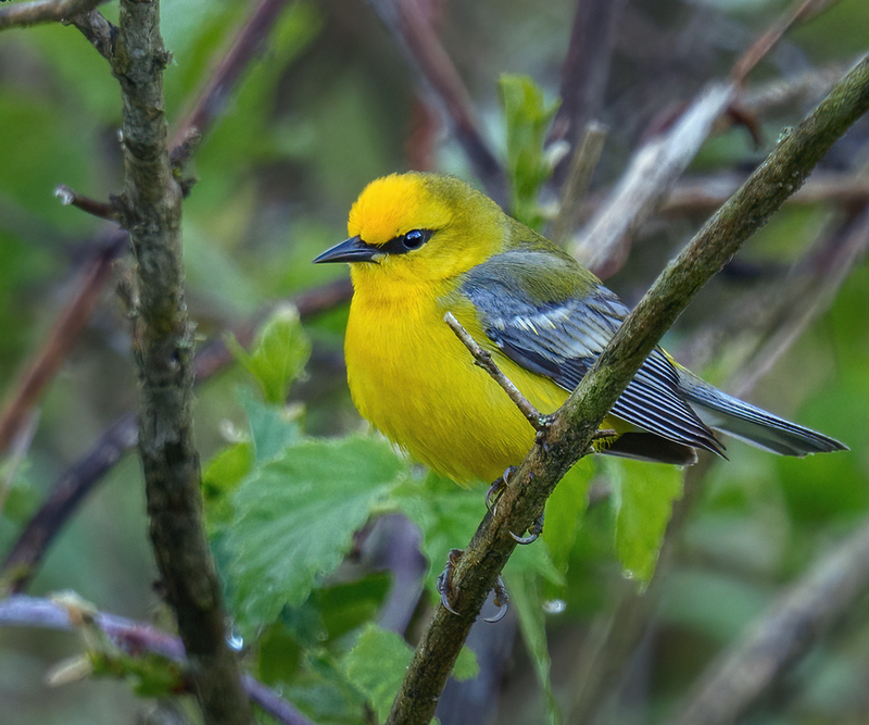 Blue-winged Warbler 2303.jpg