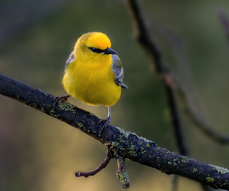 Blue-winged Warbler 2304.jpg