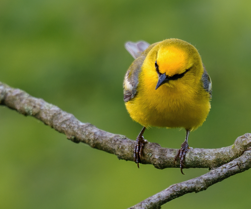 Blue-winged Warbler 2320.jpg