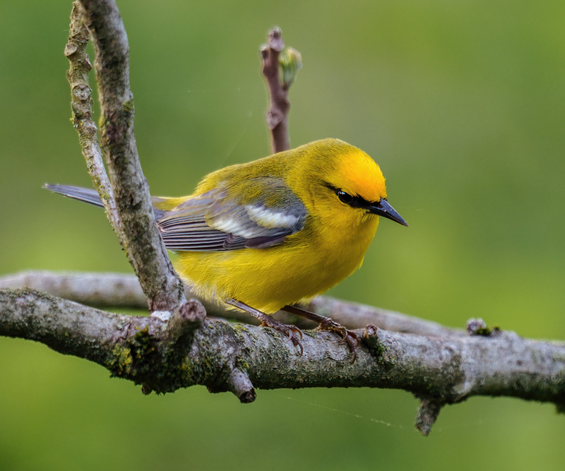 Blue-winged Warbler 2321.jpg