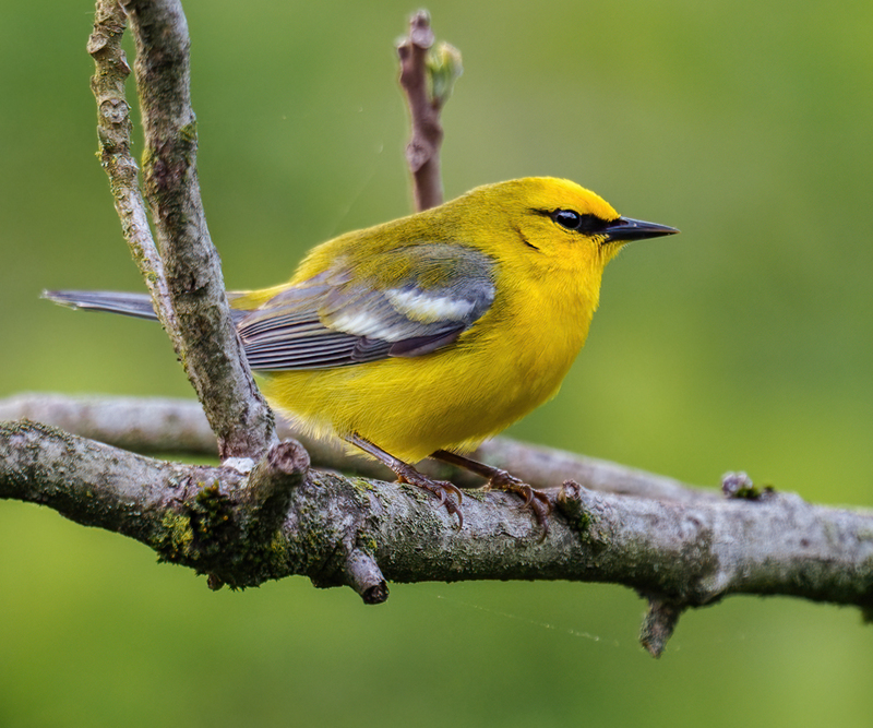 Blue-winged Warbler 2322.jpg