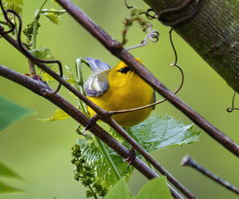 Blue-winged Warbler 2323.jpg
