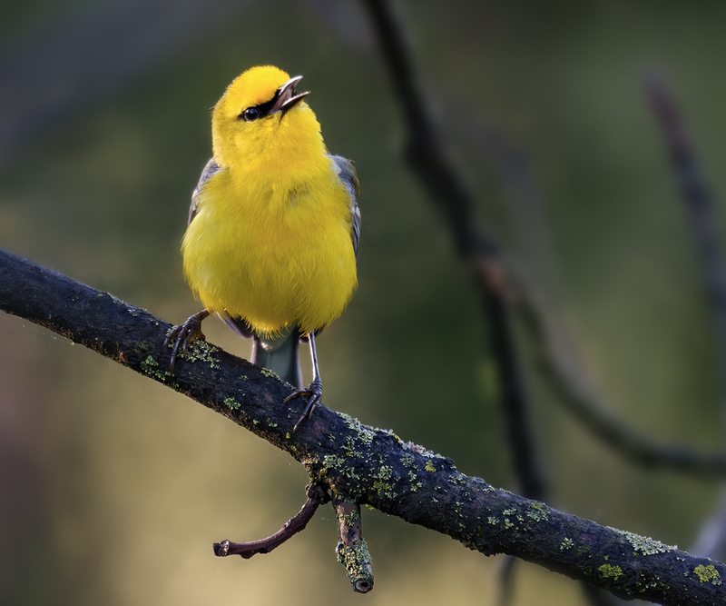 Blue-winged Warbler 2324.jpg