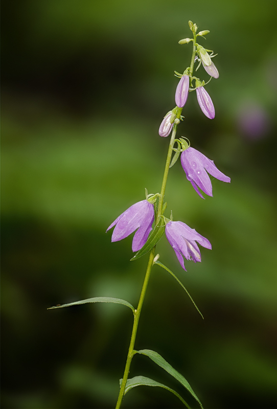 Bluebell Bellflower - Campanula rotundifolia L 2201.jpg :: Bluebell Bellflower, Bluebell Of Scotland, Bluebell, Harebell, Witches' Thimble - Campanula rotundifolia L., Catoctin Mountain Park, Frederick County, Maryland